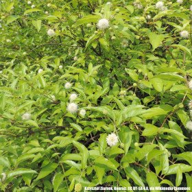 Buttonbush, honey-bells, Cephalanthus occidentalis